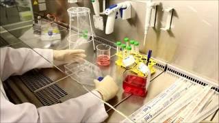 Cell Splitting adherent cell culture [upl. by Ennovehs450]