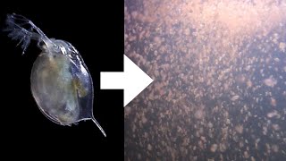 How I Culture Daphnia [upl. by Algy]