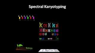 Spectral karyotyping [upl. by Yramesor72]