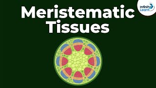 What are Meristematic Tissues  Infinity Learn [upl. by Olette]