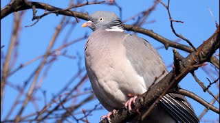 Common Wood Pigeon Calling 4K [upl. by Targett]