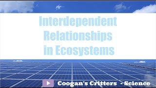 Interdependent Relationships in Ecosystems  Middle School Science [upl. by Hilly389]