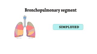 brochopulmonary segments [upl. by Ahsait]