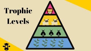 Trophic Level Pyramid [upl. by Antonio695]