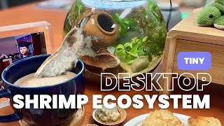 Tiny Desktop Shrimp Ecosystem [upl. by Nairadal]