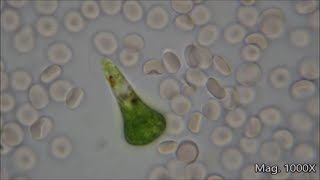 Comparing Microorganism Size Under the Microscope [upl. by Marys]