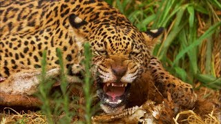 Jaguar Cubs Fight for Food  Jaguars Born Free  BBC Earth [upl. by Eilyak498]