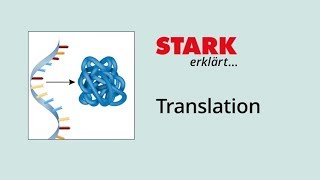 Translation Proteinbiosynthese  STARK erklärt [upl. by Akinwahs182]