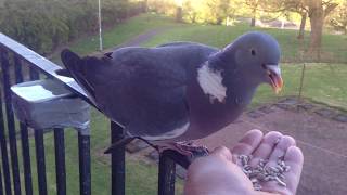 Wood pigeon get a dinner too [upl. by Peonir]