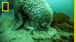 A Close Encounter With a Walrus  National Geographic [upl. by Summers]