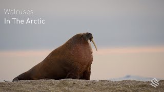 Walruses in the Arctic [upl. by Evreh23]