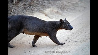 The Mighty Fossa Cryptoprocta ferox [upl. by Lemart537]