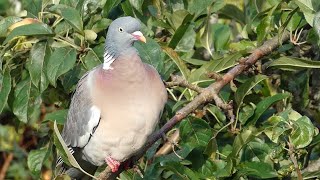 Wood Pigeon Call Columba palumbus [upl. by Sorcim]