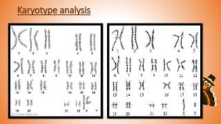 Karyotype Analysis [upl. by Anabel10]