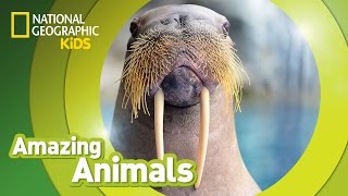 Walrus  Amazing Animals [upl. by Vaden]