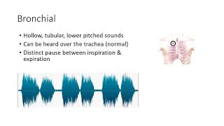 Essential Lung Sounds [upl. by Pitchford534]