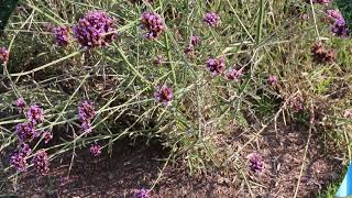 Tall verbena Verbena bonariensis  Plant Identification [upl. by Sterner]