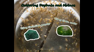 How To Culture Daphnia and Moinas using Green Water Spirulina powder [upl. by Atteniuq]