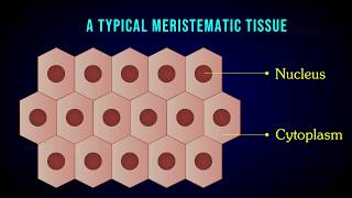 MERISTEMATIC TISSUE  Characteristic  Apical  Intercalary  Lateral meristem [upl. by Gussie740]