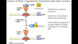 Gal system in eukaryotes [upl. by Aida470]