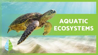 AQUATIC ECOSYSTEMS 🏝️🐠 Characteristics TYPES and Examples [upl. by Anoblav78]