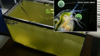 Raising Daphnia for the Freshwater Aquarium [upl. by Carter]