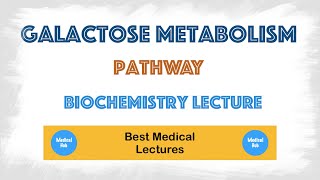 Galactose Metabolism pathway [upl. by Grimaud]