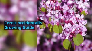 Cercis occidentalis Growing Guide Western redbud by GardenersHQ [upl. by Araid]