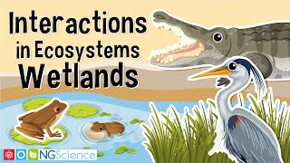 Interactions in Ecosystems – Wetlands [upl. by Elfie6]