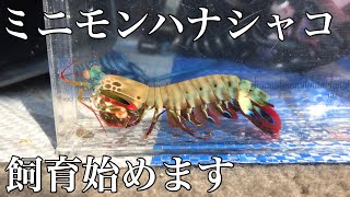 【アクアリウム】ミニモンハナシャコの飼育始めます [upl. by Ihsakat598]