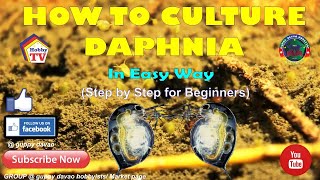 HOW TO CULTURE DAPHNIA In Easy Way [upl. by Letsou148]