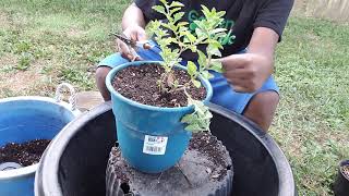 Transplanting Purple Verbena and Pruning [upl. by Uri]